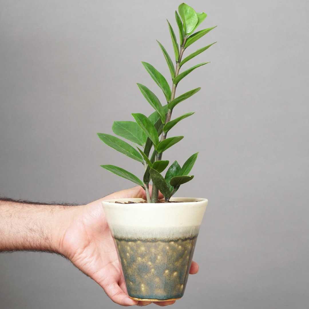 گیاه طبیعی زامیفولیا مدل B-105