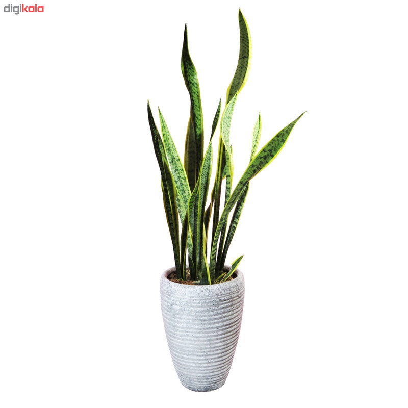 سانسوریا شمشیری ابلغ کدAS-102