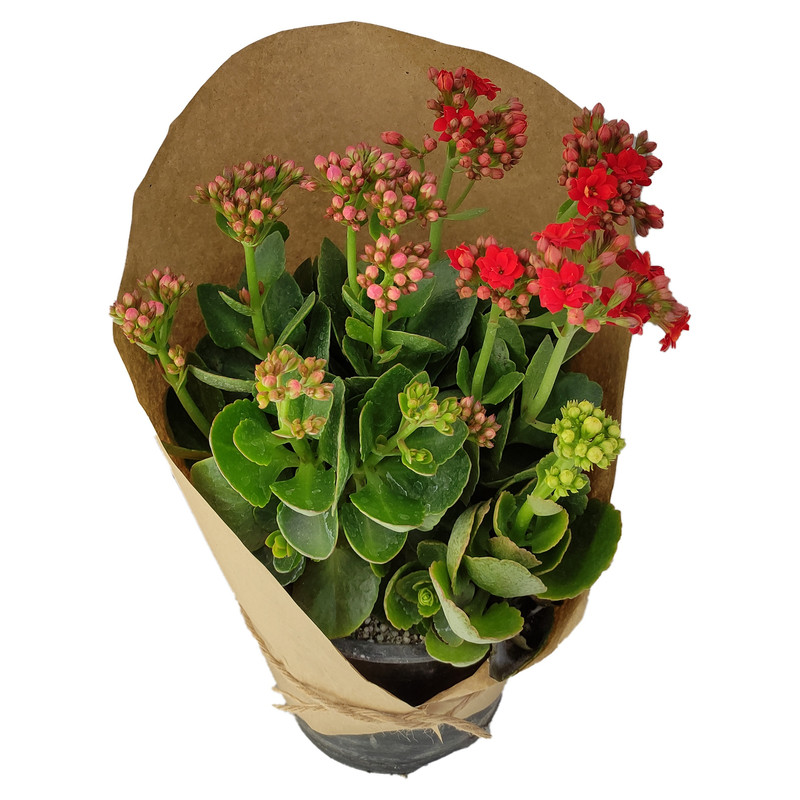 گیاه طبیعی کلانکوا کد yt31