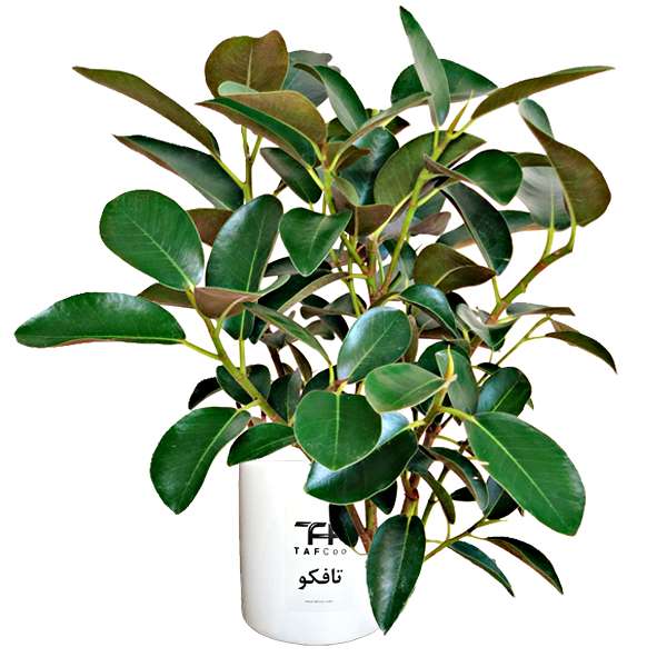 گل طبیعی فیکوس جنگلی تافکو کد 2030
