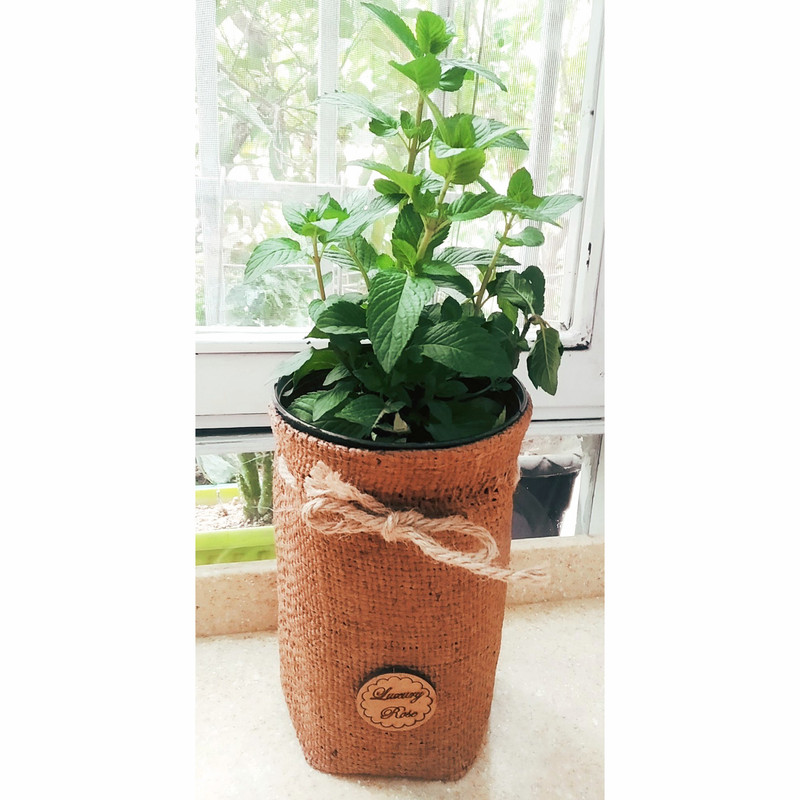 گیاه طبیعی نعنا مدل C-33 گیاه طبیعی نعنا مدل C-33