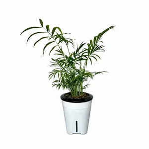 شامادورا گلآرون مدل هیدروپنیک