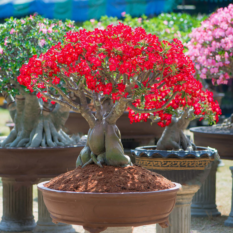 بذر بنسای آدنیوم قرمز سانیا سید مدل A01