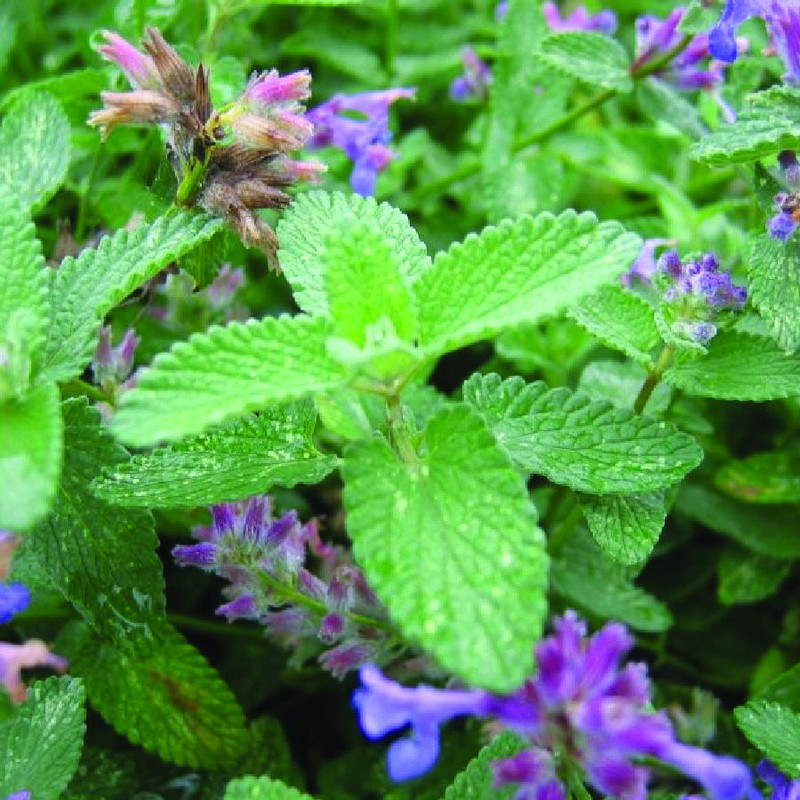 بذر نعنا گربه ای وانیا سید مدل S80