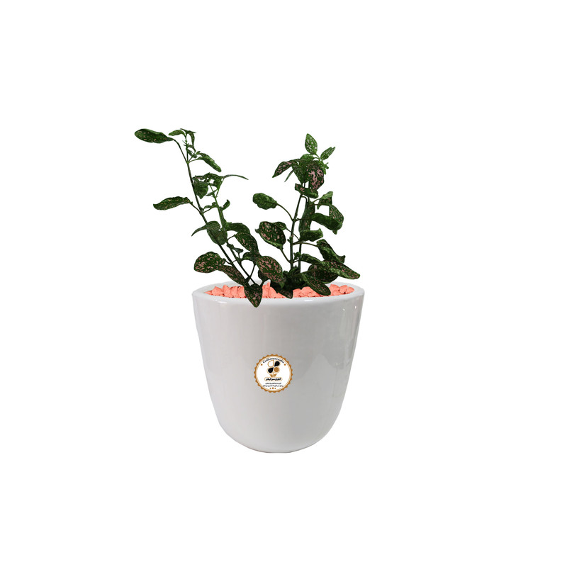 گیاه طبیعی گل سنگ شرکت گلباران سبز گیلان مدل GN12-17GS گیاه طبیعی گل سنگ شرکت گلباران سبز گیلان مدل GN12-17GS