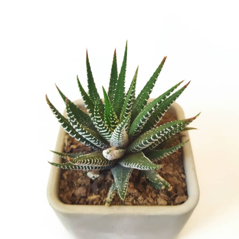 گیاه طبیعی کاکتوس هاورتیا کد pg_13