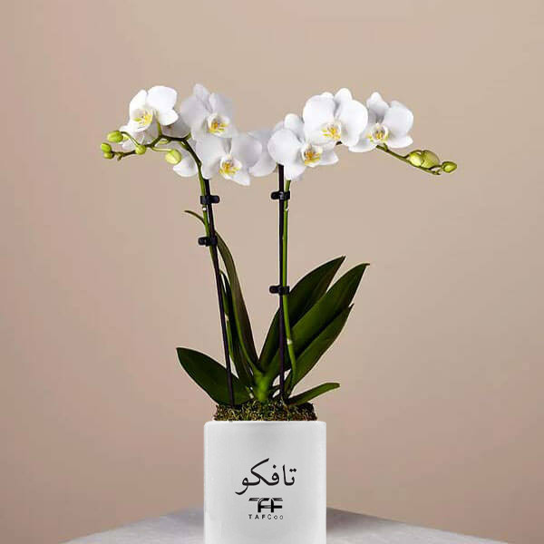 گل طبیعی ارکیده تافکو کد 3x