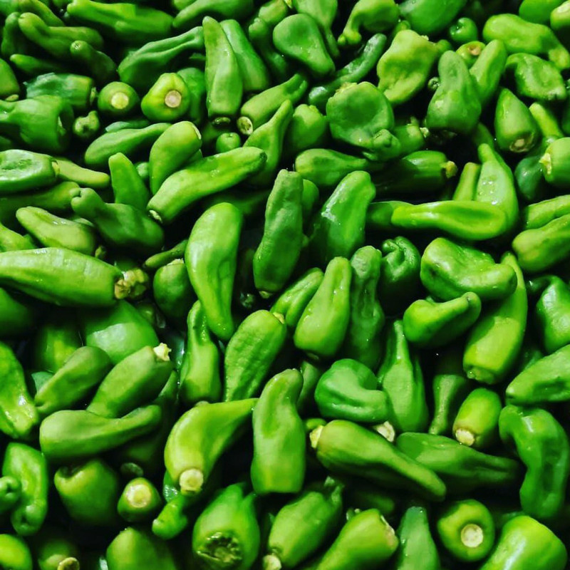 بذر فلفل همدانی سبز وانیا سید مدل F54 بذر فلفل همدانی سبز وانیا سید مدل F54