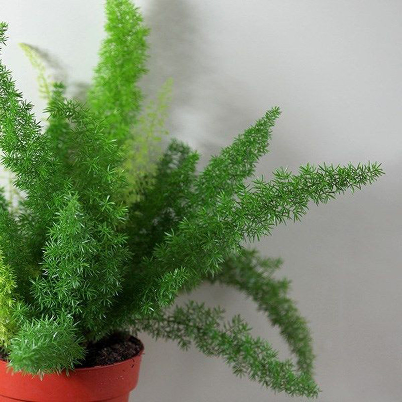 گیاه طبیعی دم روباهی مدل F-28