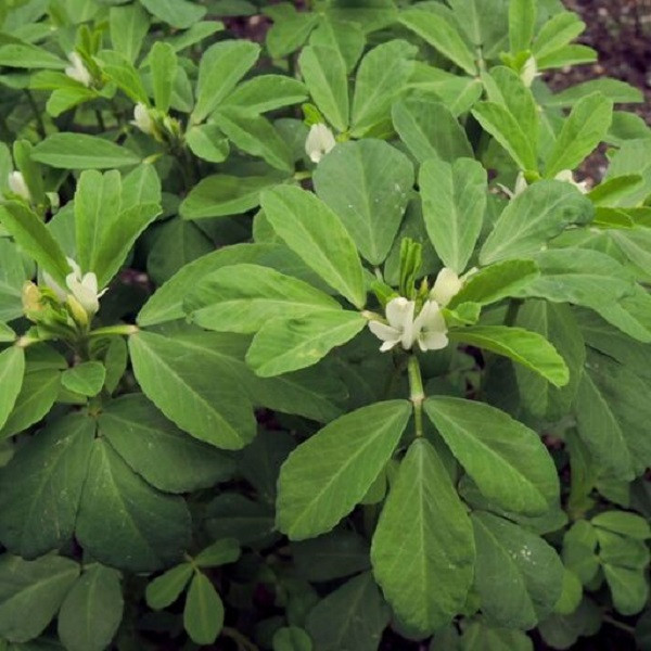 بذر شنبلیله جی پی سید مدل GP1417 بذر شنبلیله جی پی سید مدل GP1417