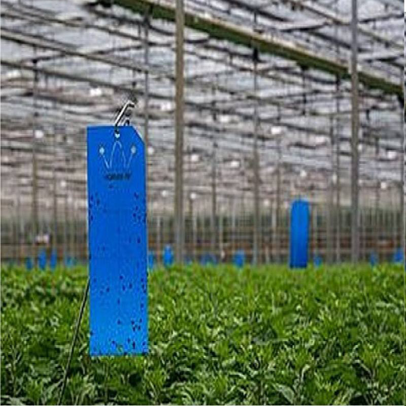 کارت جذب کننده حشرات مدل Nesf-05 بسته 10 عددی