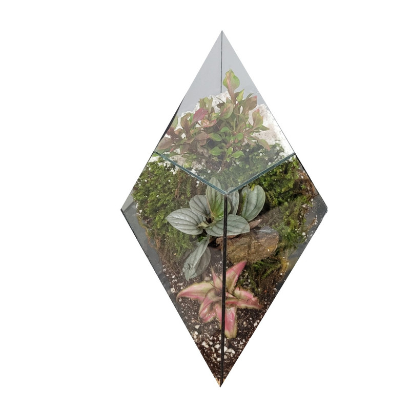 گیاه طبیعی تراریومی یاقوت مدل 09 گیاه طبیعی تراریومی یاقوت مدل 09