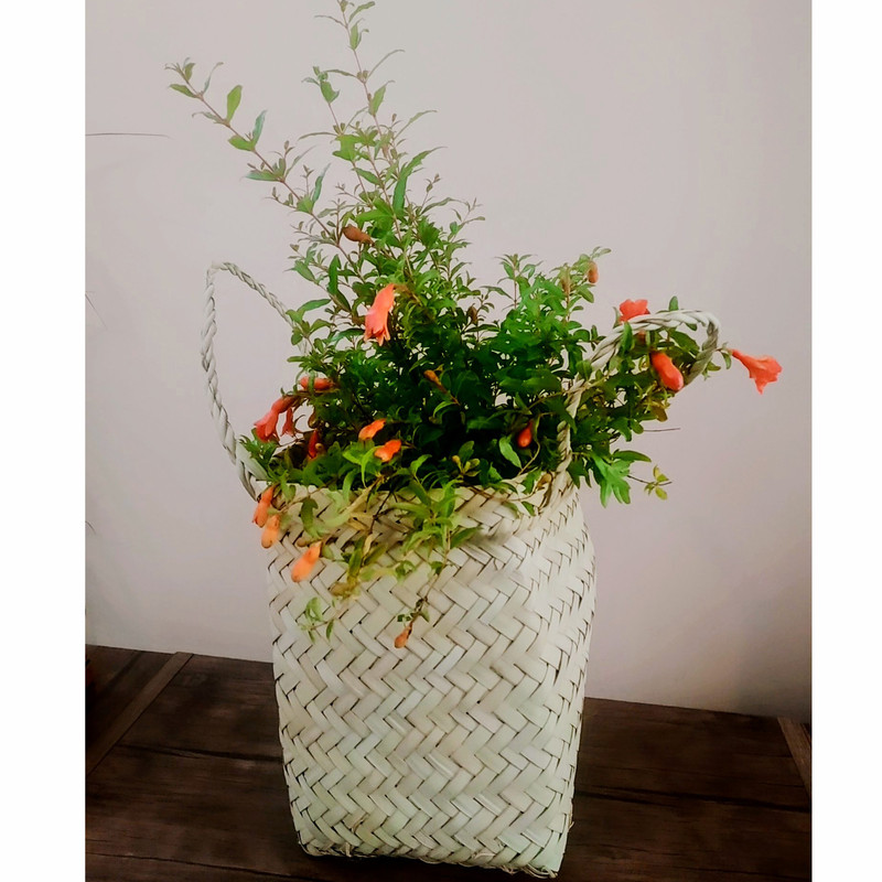 گیاه طبیعی انار زینتی مدل C-29