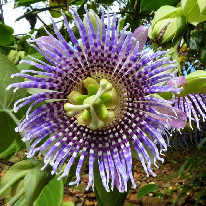 بذر پشن فروت گراندیلا نارنجی پشن عسل گرانادیلا گلس گلس گاردن مدل GL03