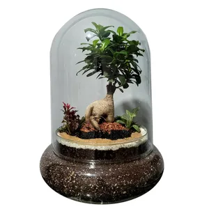 گیاه طبیعی فیکوس رتوزا مدل تراریوم کد 02