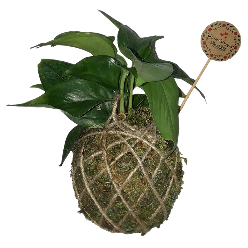 گیاه طبیعی پوتوس مدل کوکداما کد P.A.036
