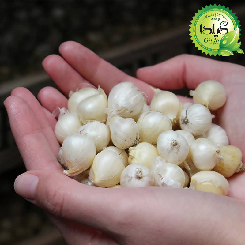 بذر موسیر گیلدا کد 172