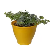 گیاه طبیعی پاپیتال کد wp03