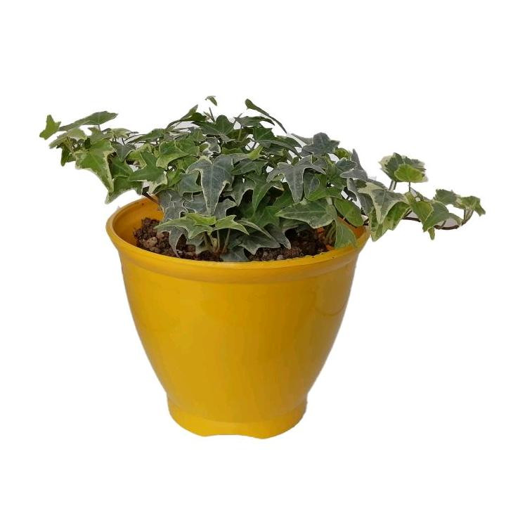 گیاه طبیعی پاپیتال کد wp03 گیاه طبیعی پاپیتال کد wp03