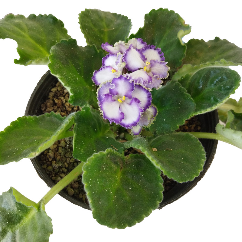 گیاه طبیعی بنفشه آفریقایی کد AS01 گیاه طبیعی بنفشه آفریقایی کد AS01