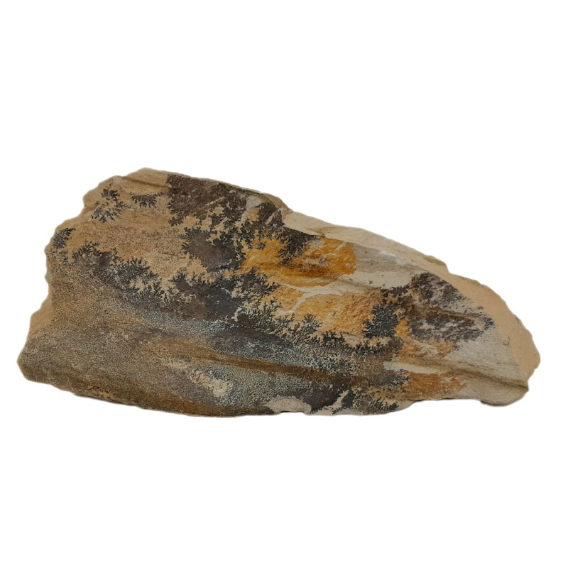 سنگ راف شجر مدل فسیلی کد 139