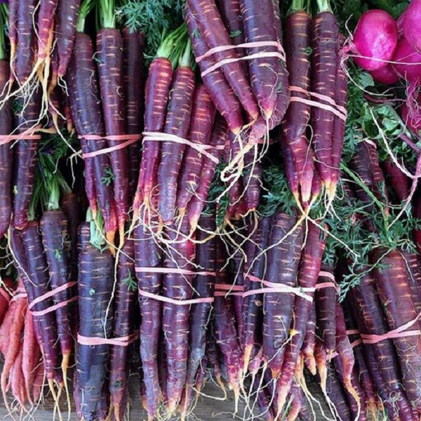 بذر هویج بنفش جی پی سید مدل GP3197 بذر هویج بنفش جی پی سید مدل GP3197