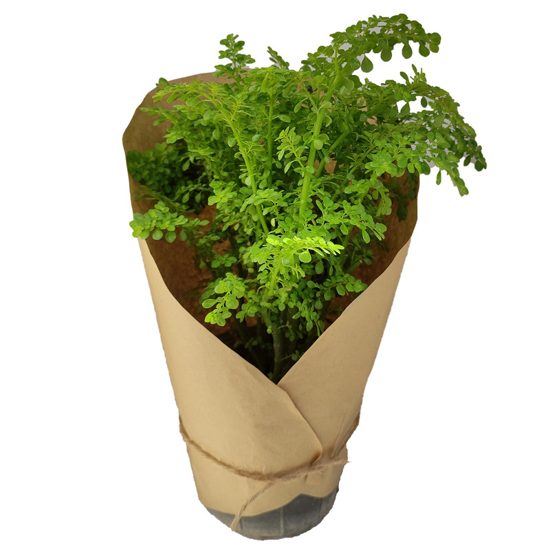 گیاه طبیعی ورنیا کد yt28