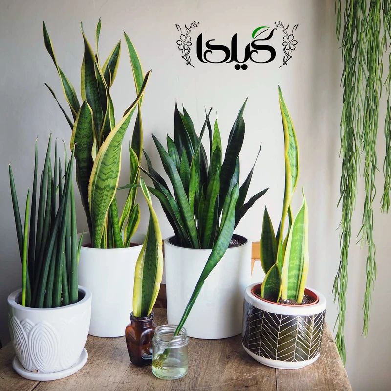 عکس شماره 11 : کود مایع کامل سانسوریا گیلدا مدل npk حجم 120 میلی لیتر