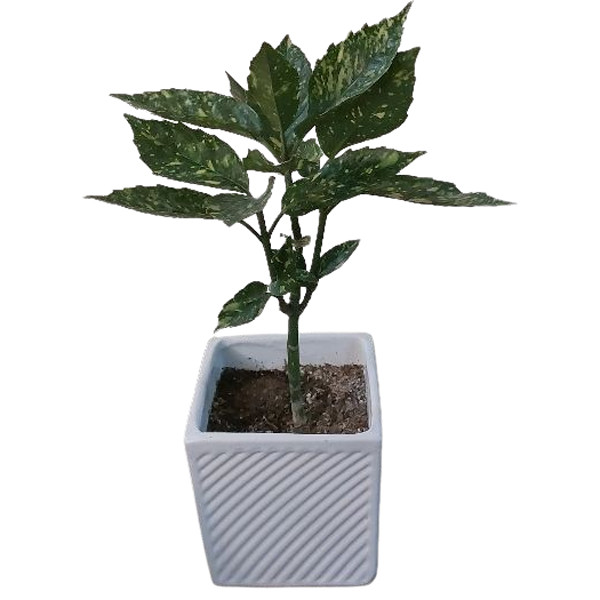 گیاه طبیعی آکوبا مدل F-05