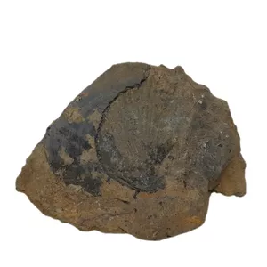 سنگ راف مدل فسیل صدف کد 161