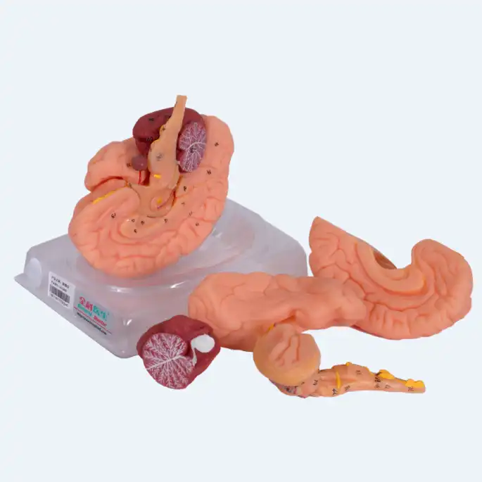 بازی آموزشی جنرال داکتر مدل مغز 8 قسمتی