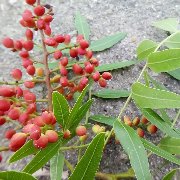 بذر بنسای بنه سانیا سید مدل  SS70