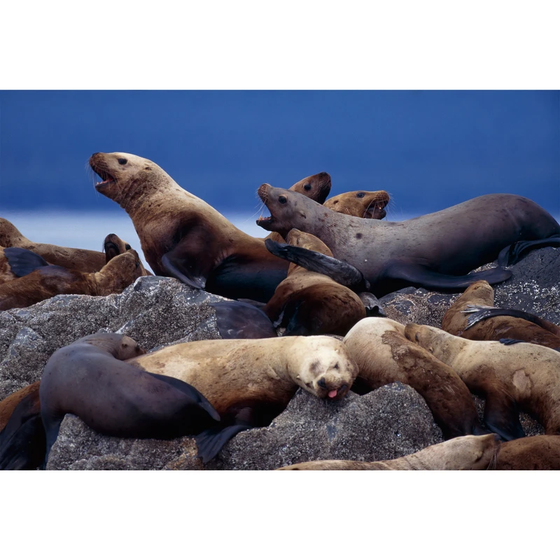 تابلو شاسی طرح شیر دریایی فک مدل T2070