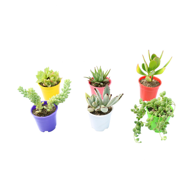 گیاه طبیعی ساکولنت آیدین کاکتوس کد CB-007 بسته 6 عددی گیاه طبیعی ساکولنت آیدین کاکتوس کد CB-007 بسته 6 عددی