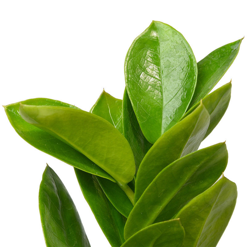 گیاه طبیعی زامیفولیا کد 2101