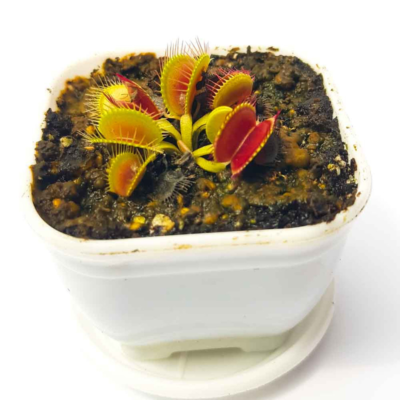 گیاه طبیعی ونوس مدل داروین حشره خوار