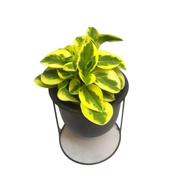 گیاه طبیعی پپرومیا قاشقی ابلق کد 20 گیاه طبیعی پپرومیا قاشقی ابلق کد 20