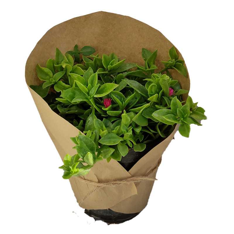 گیاه طبیعی ناز کد yt26 گیاه طبیعی ناز کد yt26