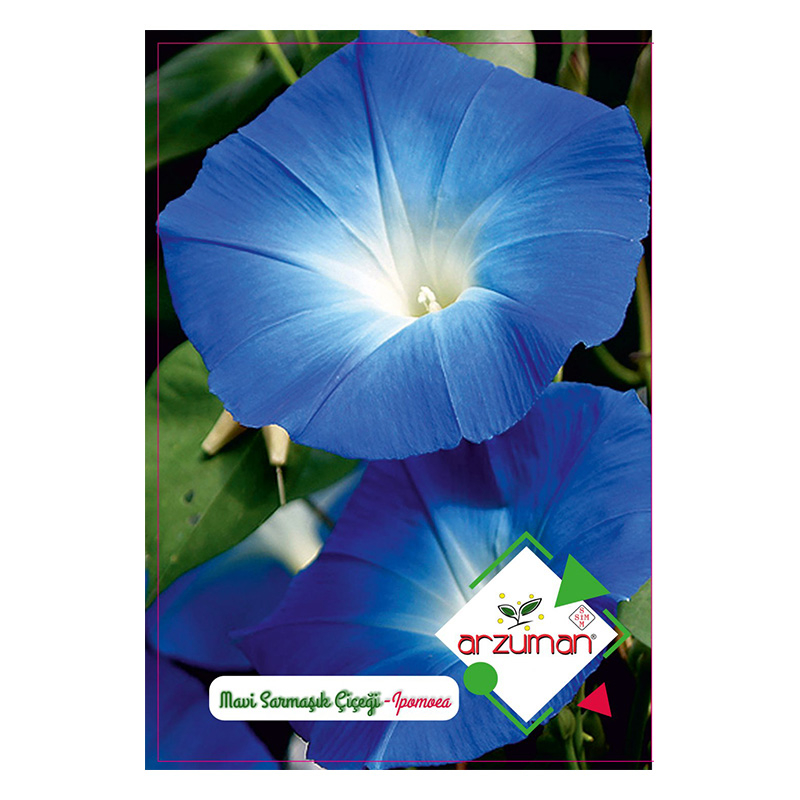 بذر گل نیلوفر رونده گل درشت آرزومان کد 12658