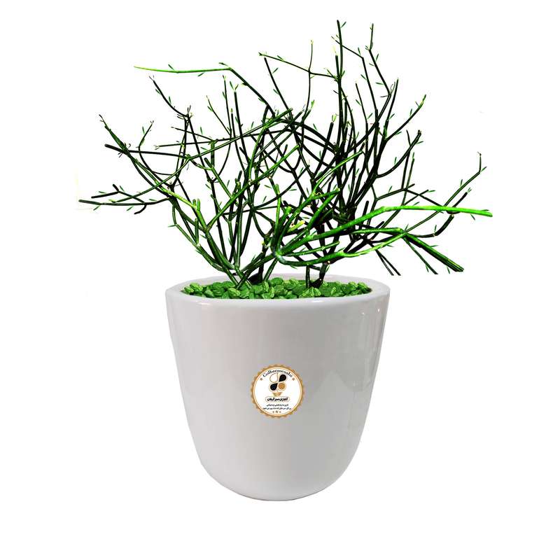 گیاه طبیعی افوربیا تیروکالی شرکت گلباران سبز گیلان مدل GN13-3TM