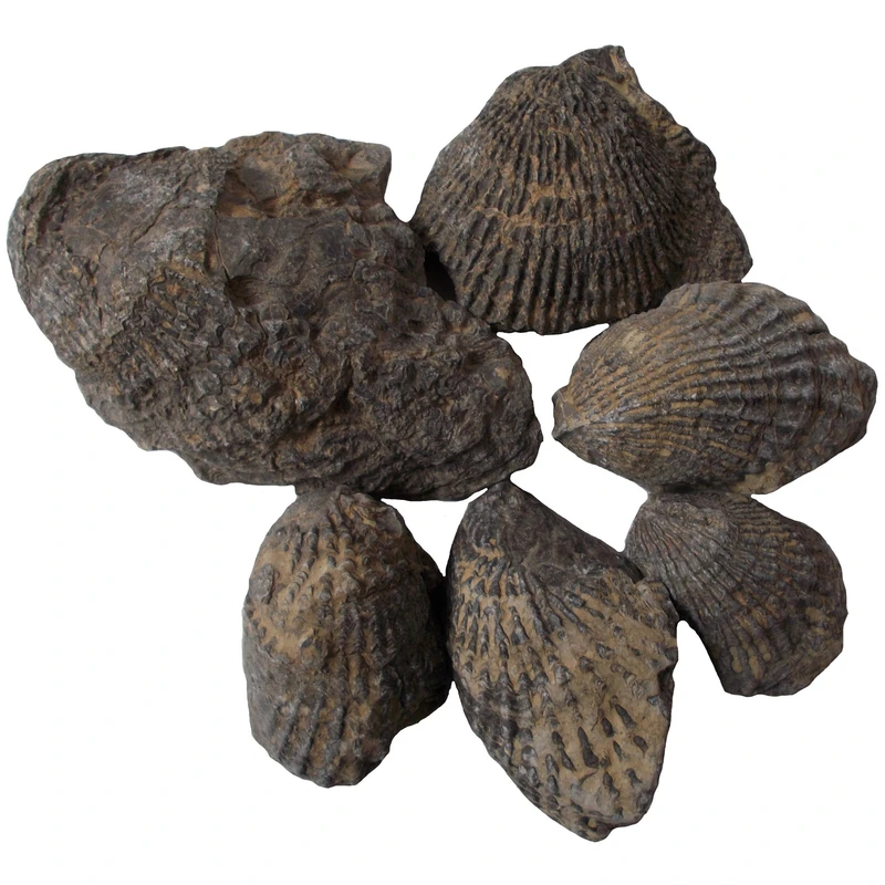 سنگ راف فسیل مدل RS454 مجموعه 6 عددی