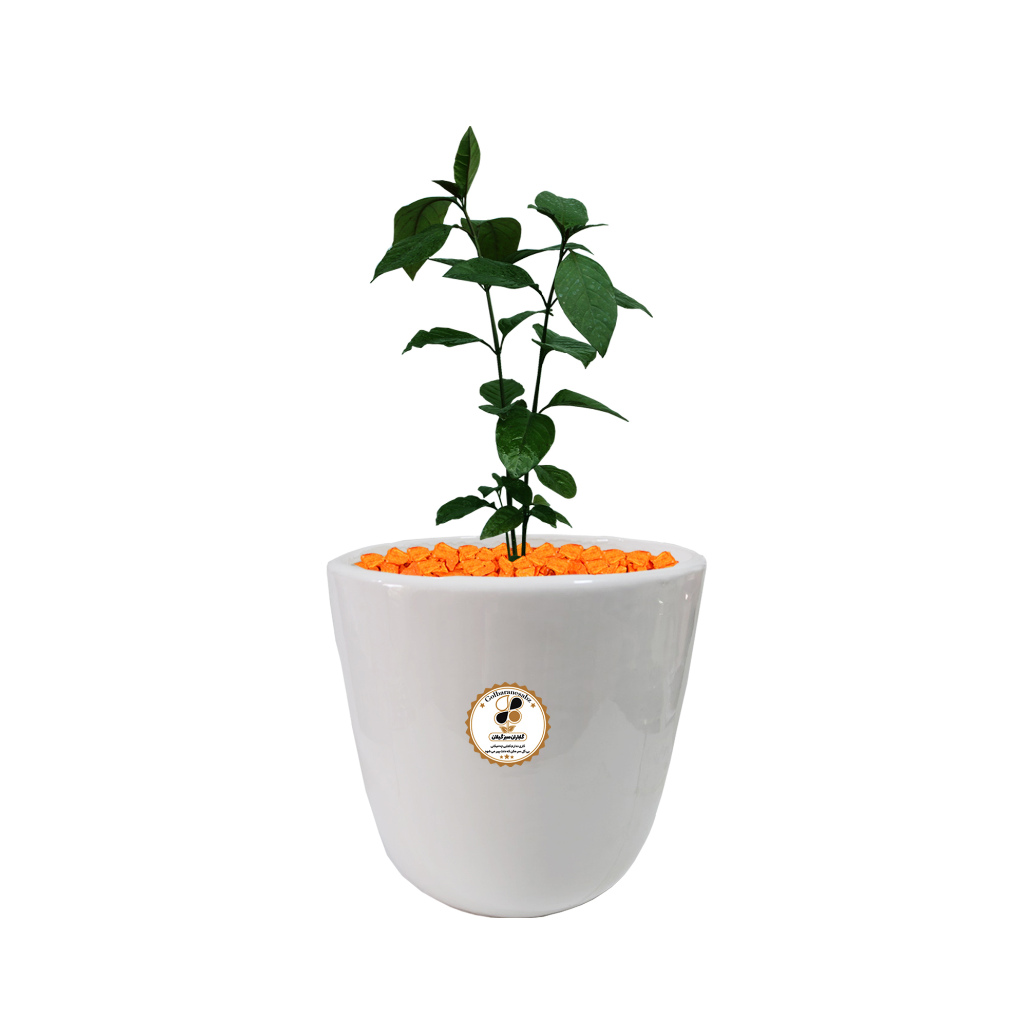 گیاه طبیعی برگ قهوه پسودا شرکت گلباران سبز گیلان مدل BGHP-M