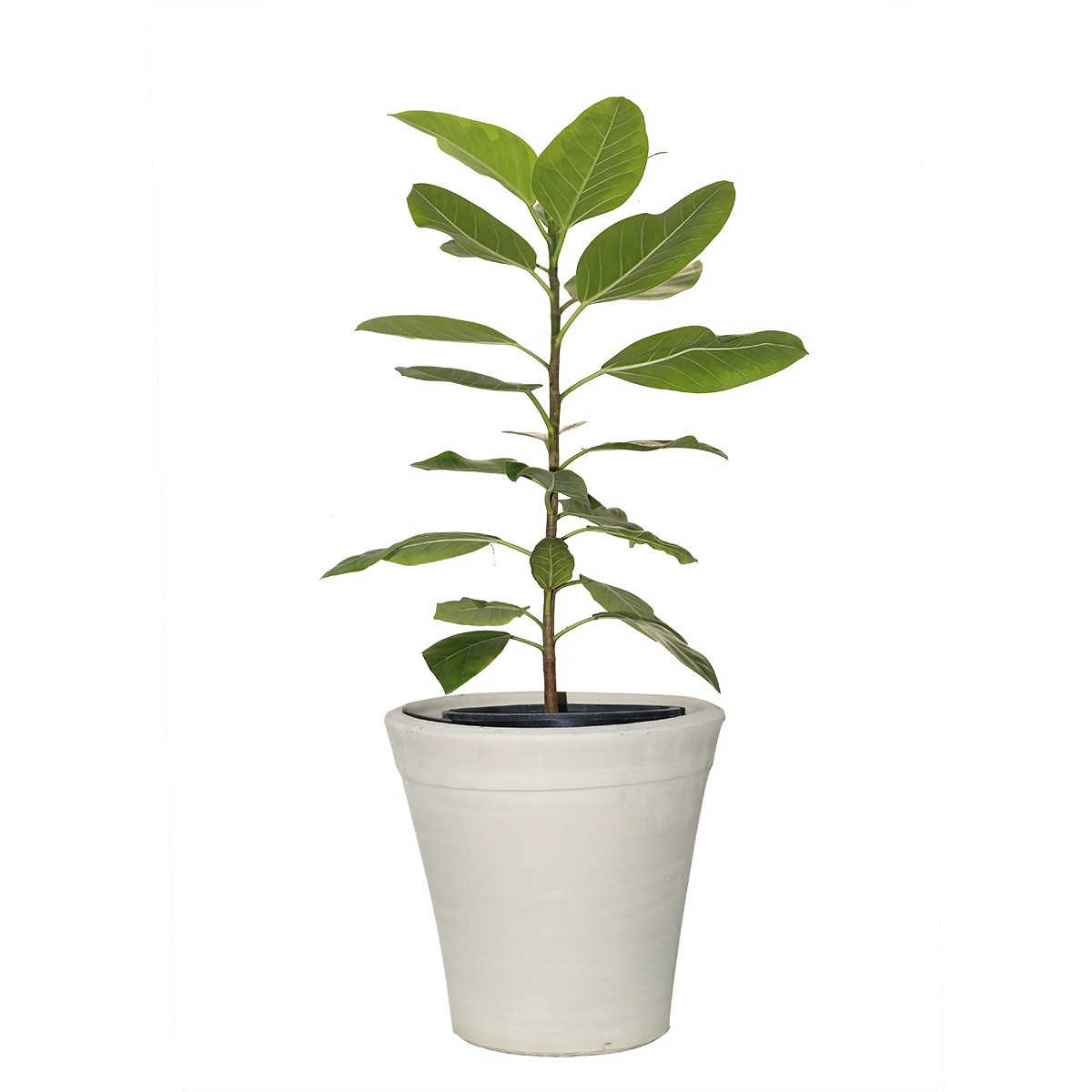 گیاه طبیعی فیکوس التیسیما خانه سبز پیچک مدل لیمویی گیاه طبیعی فیکوس التیسیما خانه سبز پیچک مدل لیمویی