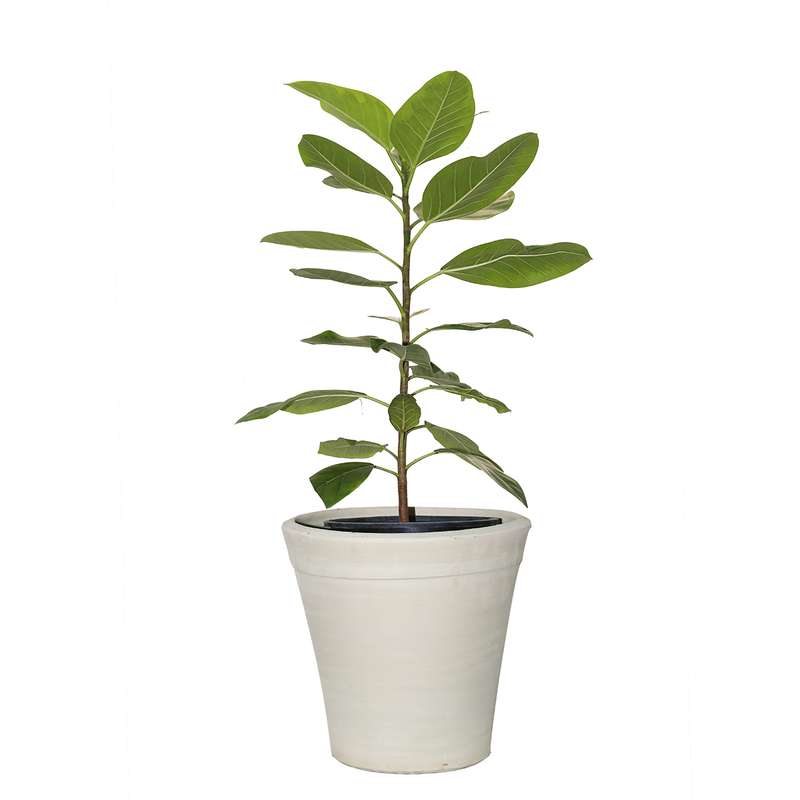 گیاه طبیعی فیکوس التیسیما خانه سبز پیچک مدل لیمویی گیاه طبیعی فیکوس التیسیما خانه سبز پیچک مدل لیمویی