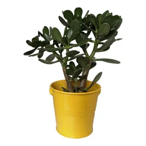 گیاه طبیعی کراسولا قاشقی کد mf01