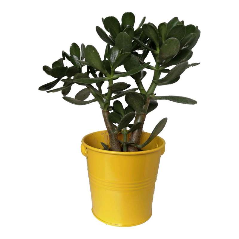 گیاه طبیعی کراسولا قاشقی کد mf01