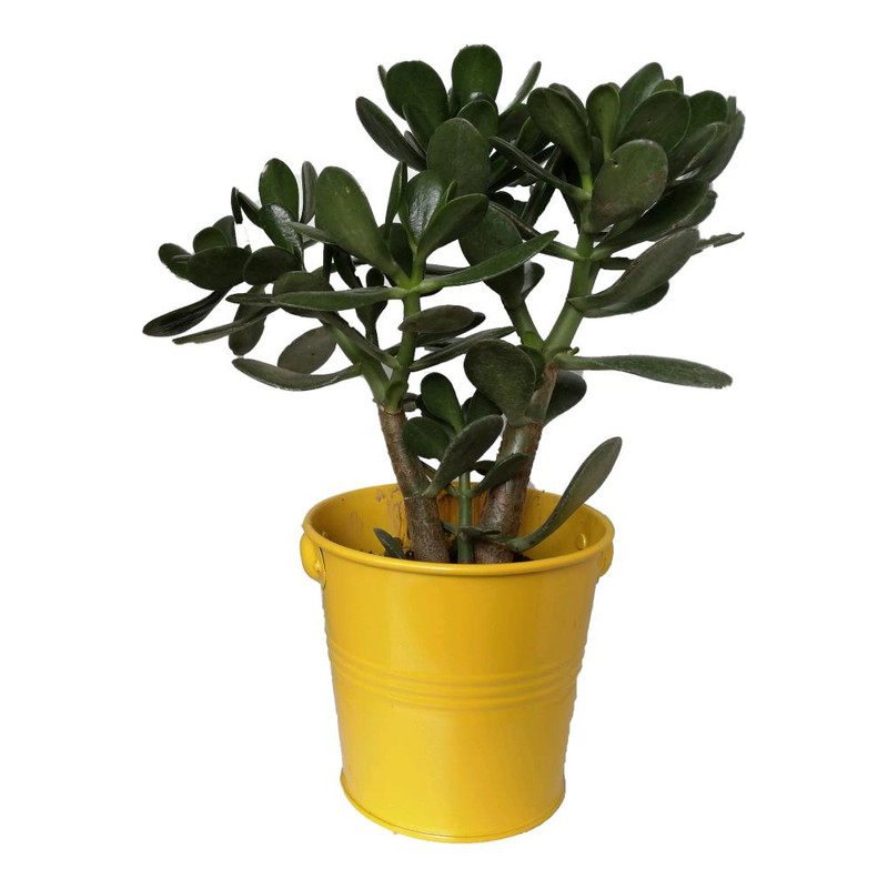 گیاه طبیعی کراسولا قاشقی کد mf01