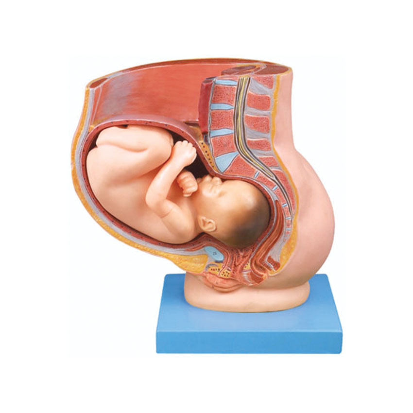 بازی آموزشی طرح مولاژ حاملگی جنین در رحم مدل ASM63 -  - 1