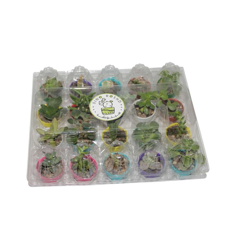 گیاه طبیعی سینورشد کاکتوس و ساکولنت انگشتی کد CS20 بسته 20 عددی