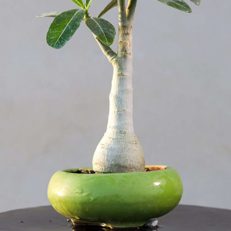 گیاه طبیعی بونسای آدنیوم مدل عربیکم